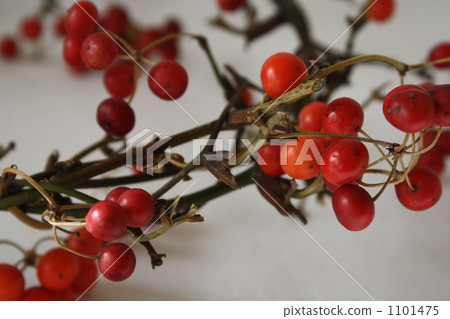 Sankirei的實際租約 1101475