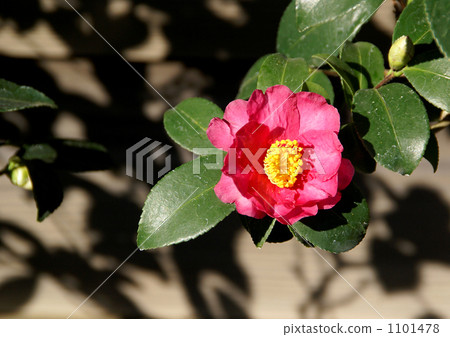 站在Kantsubaki 1101478