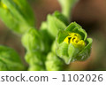 Primula Julien的芽 1102026