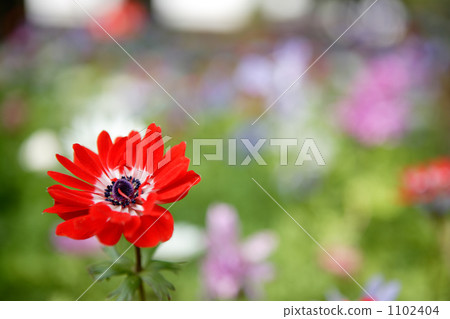 銀蓮花紅前2 1102404