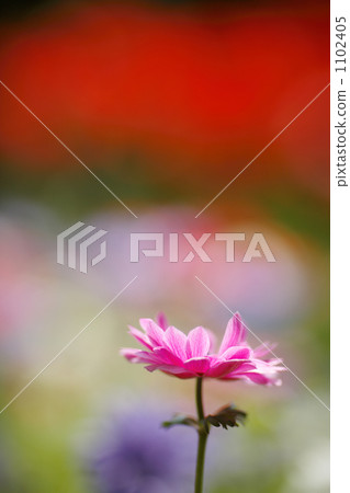 銀蓮花紫色水平1 1102405