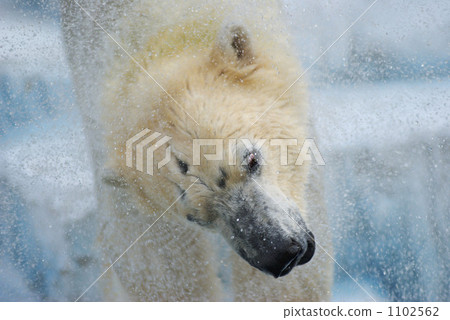 Polar bears 1102562