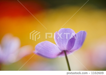 銀蓮花紫單一2 1102609