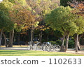 公園 樹木 樹 1102633