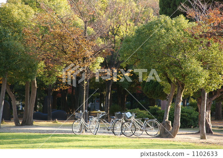 公園 樹木 樹 1102633