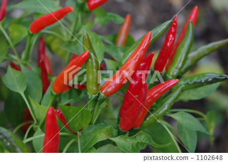 Red pepper 1102648