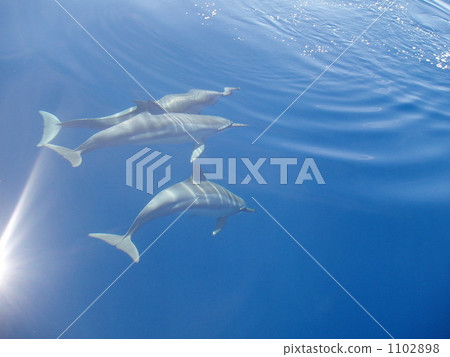 Dolphin 1102898