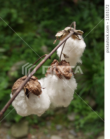 Cotton Cotton 1103172