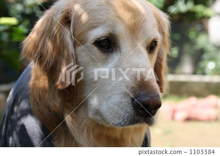 golden retriever, pet dog, lifting 1103384