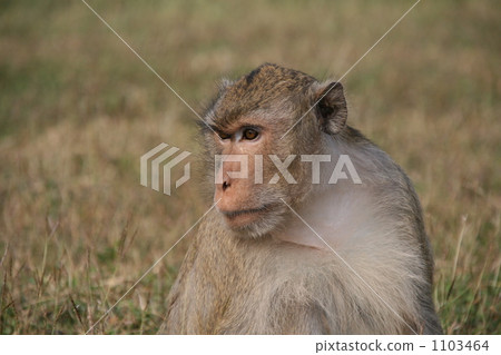 Standing monkey 1103464