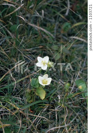 Umebachissau Umebachissau 1103721