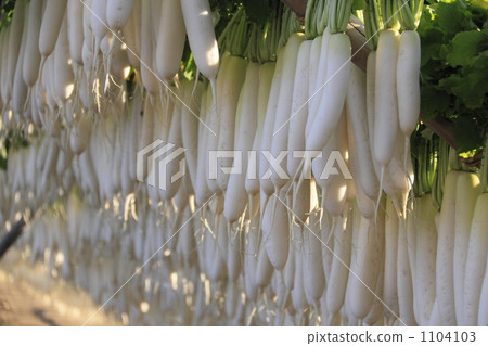 Japanese radish, radish, white radish 1104103