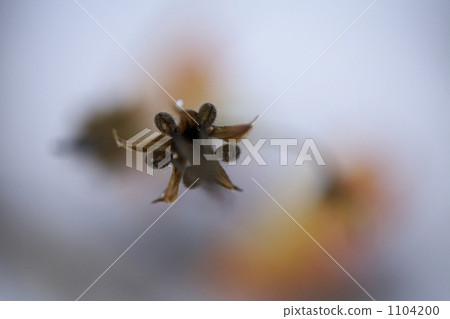 A corner of the garden 1104200