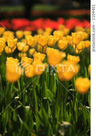 tulip, tulipa, bloom 1104401