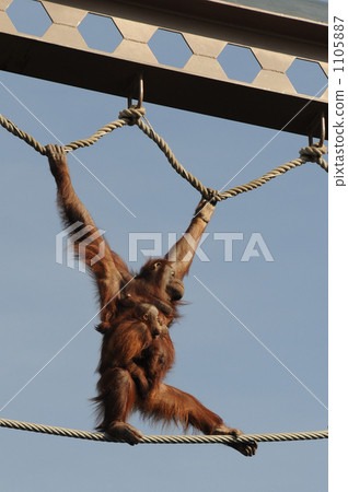 Asahiyama zoo orangutan aerial walk 1105887