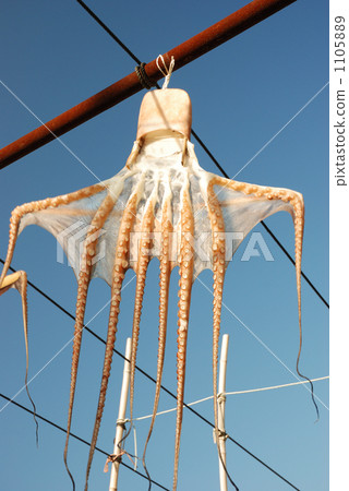 Octopus of a port town 1105889