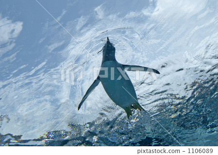 aquatic, in the water, underwater 1106089