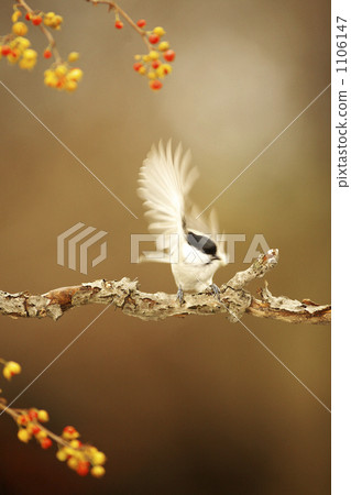 Lashes Lashes 1106147