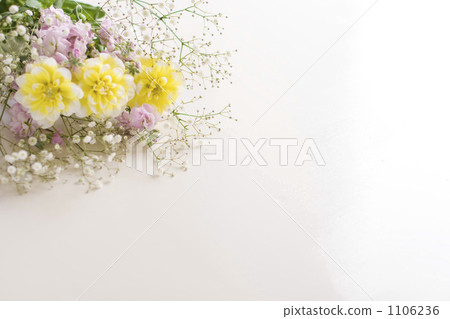 dahlia, dahlias, indoor 1106236