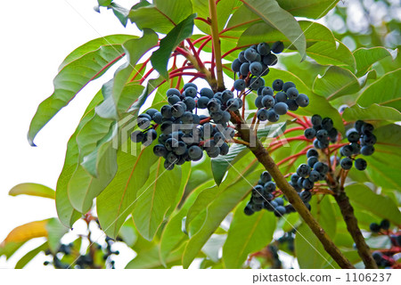 Yuzuriha fruit Yuzuriha fruit 1106237