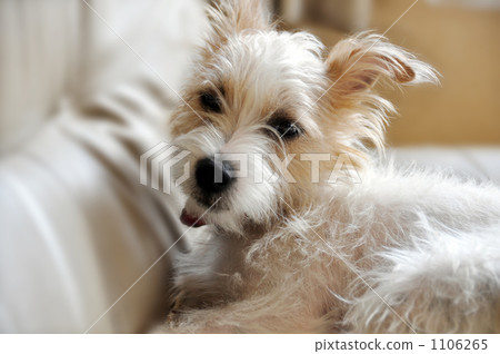 白狗睡在沙發上 1106265