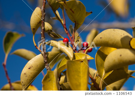 Fruit of mochi 1106543