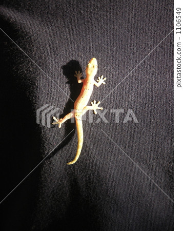 gekko, gecko, reptile 1106549