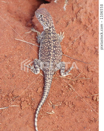 從沙漠的頂部 1106558