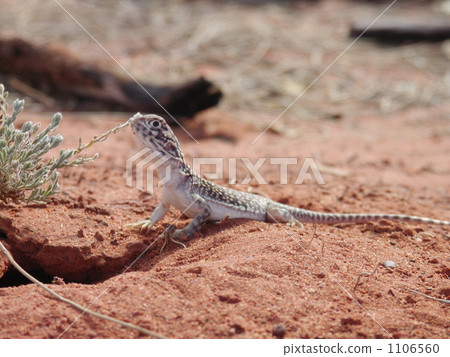 從沙漠的一側 1106560