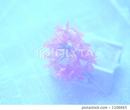 bloom, blossom, blossoms 1106665