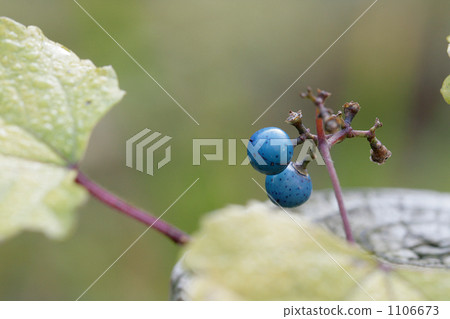 藍色野生葡萄果實 藍色野生葡萄果實 1106673