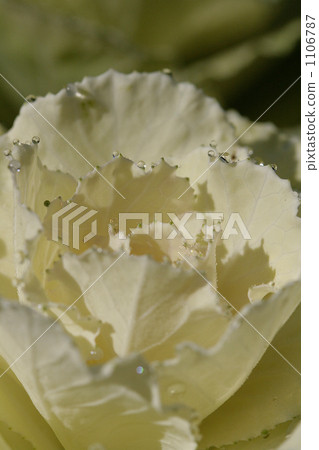 Leaf peony placing drops of water on the tip of leaves 1106787