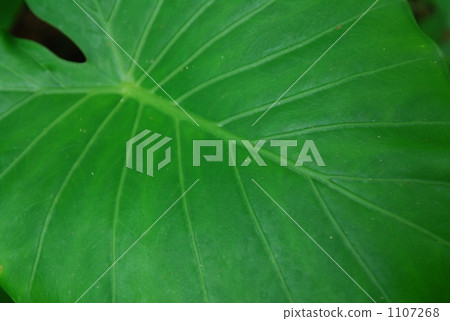 Kwazu imo Kwazu imo 1107268