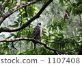 goshawk, northern goshawk, wild bird 1107408