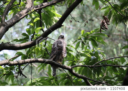 goshawk, northern goshawk, wild bird 1107408