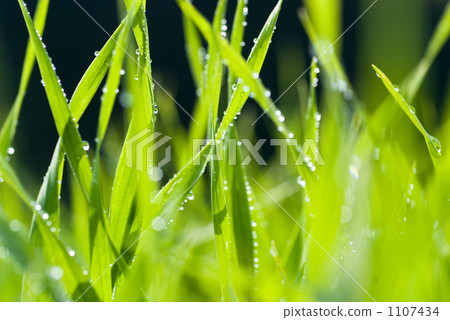 Morning dew barley young leaves 1107434