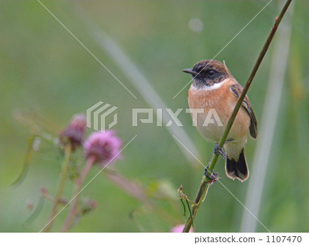 Wild thistle and fray 1107470
