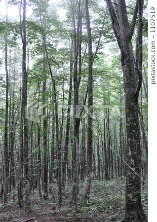 Beech forest Beech forest 1107519