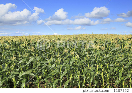 Corn field 1107532