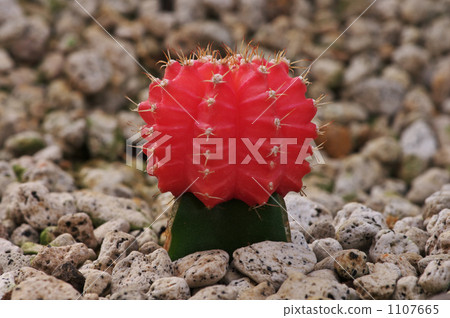 Hibotan Hibotan 1107665
