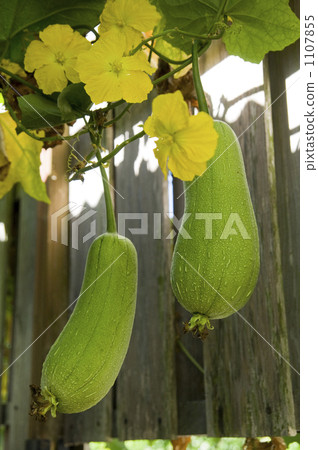 Loofah flower and fruit 1107855