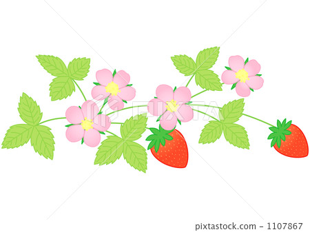 草莓水果和鮮花 草莓水果和鮮花 1107867