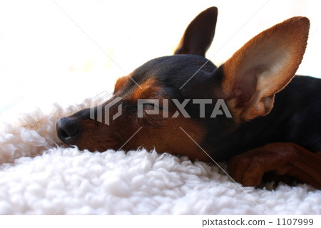 迷你篤賓犬 小狗 蠍鉗 1107999