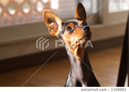 迷你篤賓犬 鐵包金 小狗 1108002