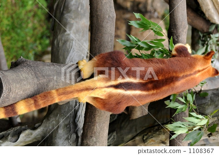 goodfellow's tree-kangaroo, dark reddish-brown, yokohama zoo zoorasia 1108367