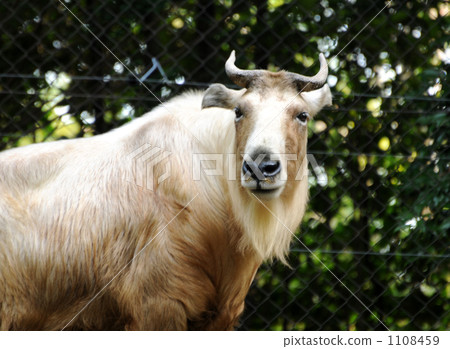 橫濱動物園zoorasia 棕色 褐色 1108459