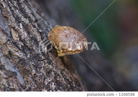 香菇 香菇 1108586