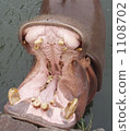 Hippopotic hippopotamus 1108702