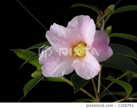 Wabisuke 'Madness Manor' 1108761