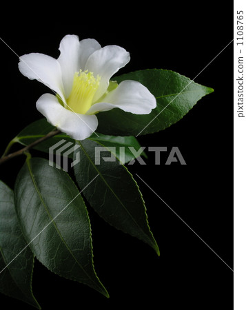 Wabisuke 'Madness Manor' 1108765